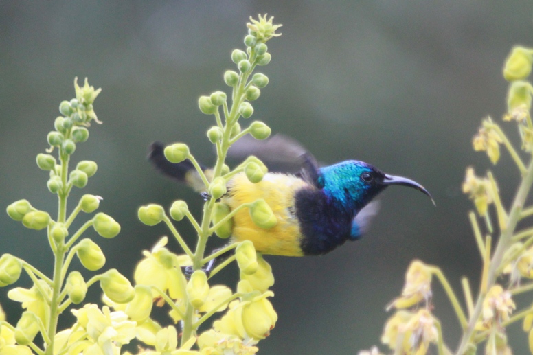 sunbird